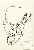 藏品(霧水葛)的圖片